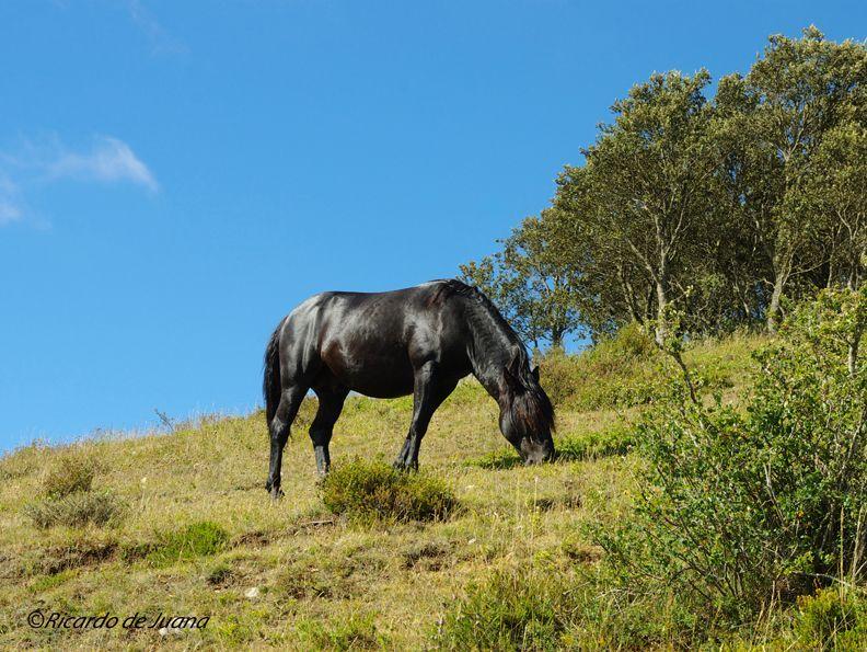 Caballo Losino