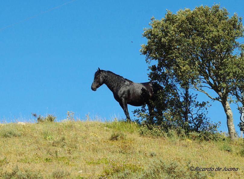 Caballo Losino