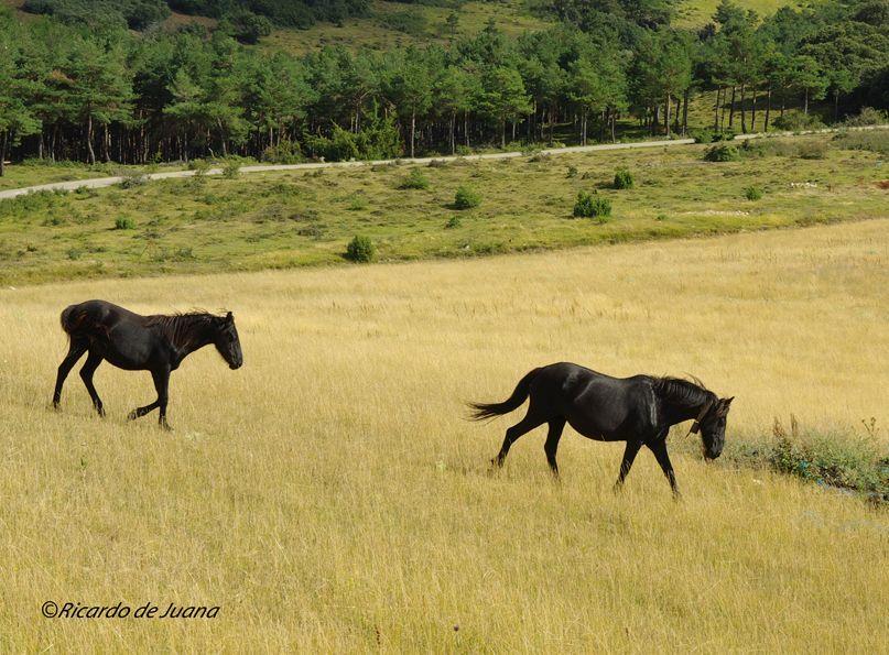 Caballo Losino
