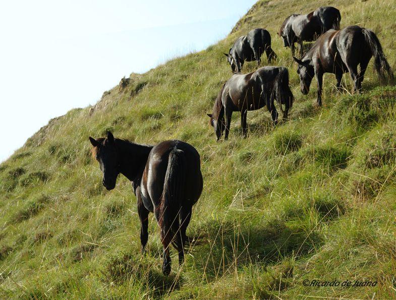 Caballo Losino