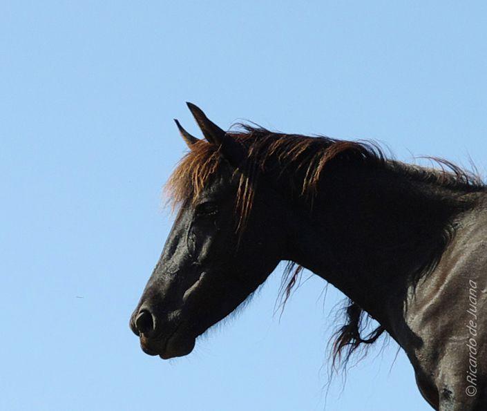 Caballo Losino