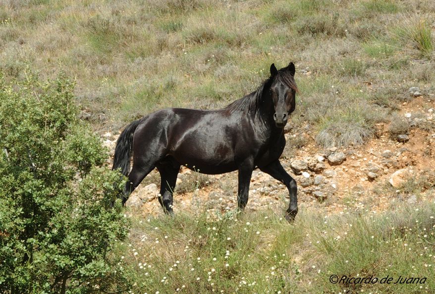 Caballo Losino