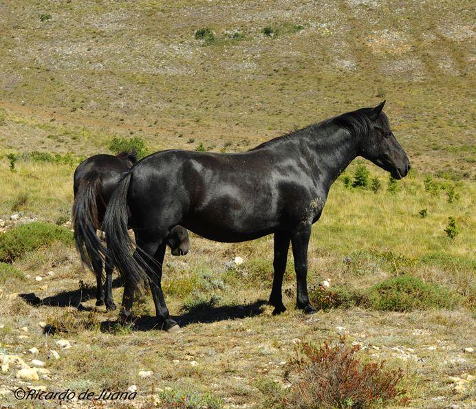 Caballo Losino