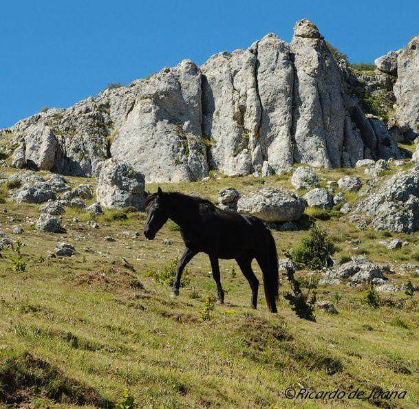 Caballo Losino