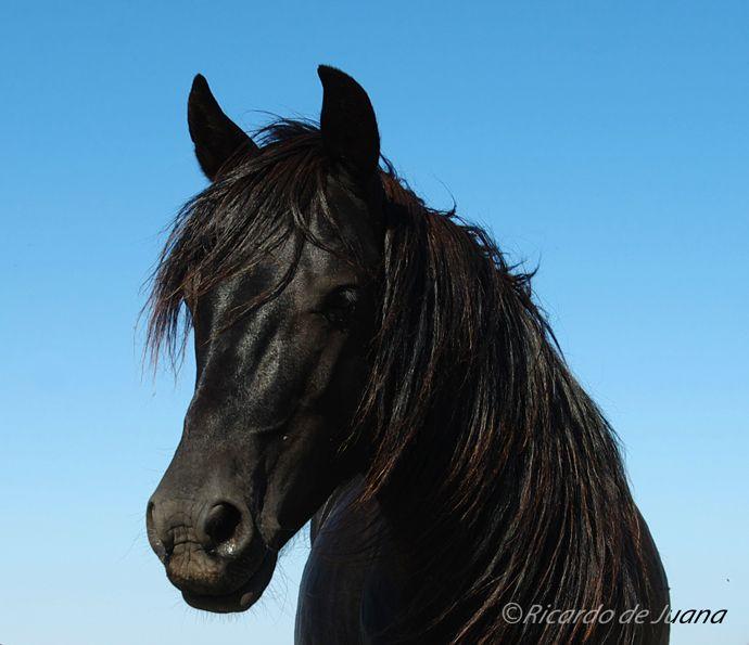 Caballo Losino