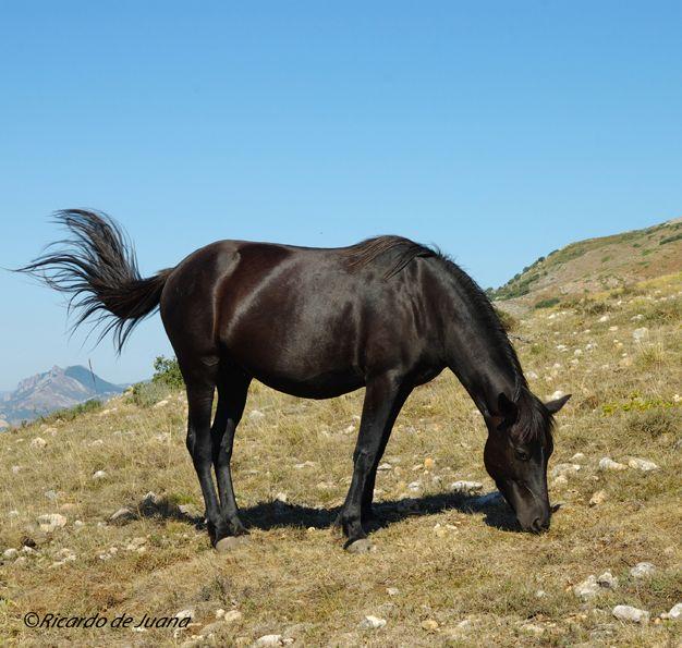Caballo Losino