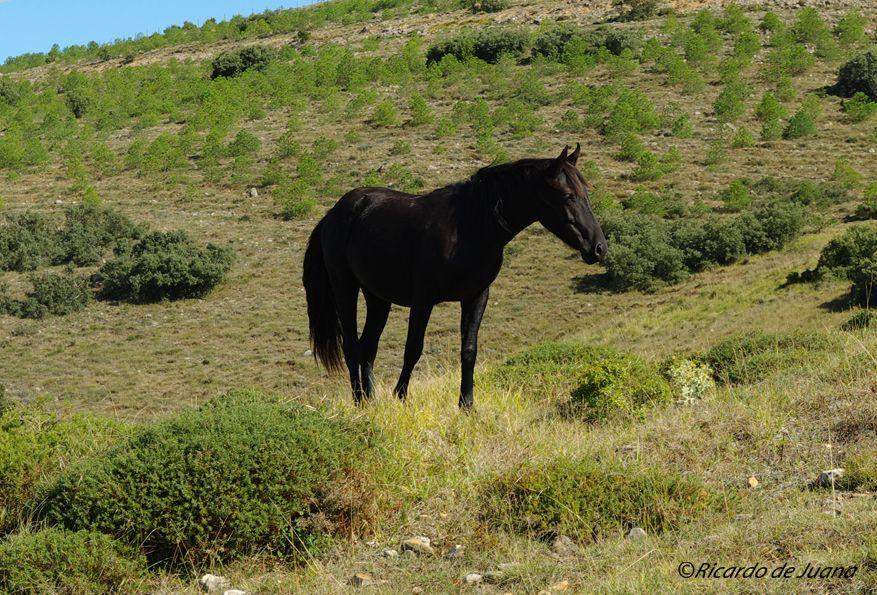 Caballo Losino