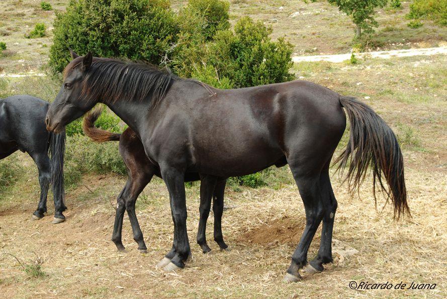 Caballo Losino