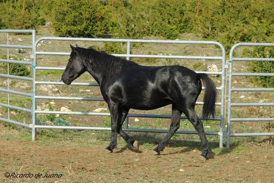 Caballo Losino