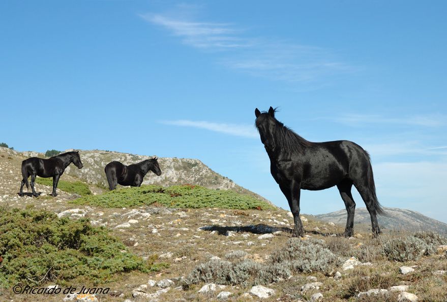 Caballo Losino