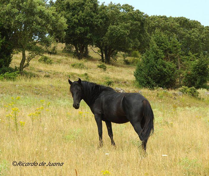 Caballo Losino