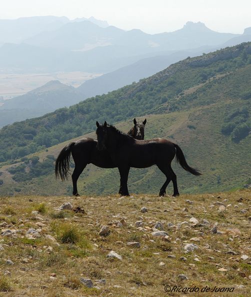 Caballo Losino
