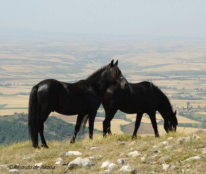 Caballo Losino
