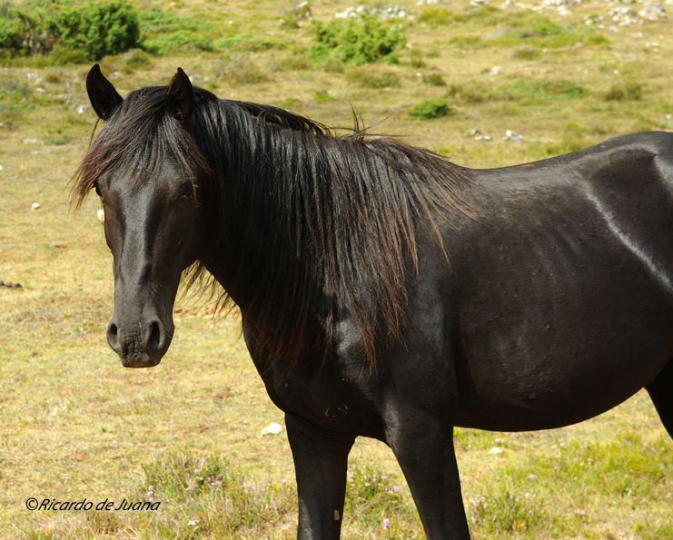 Caballo Losino