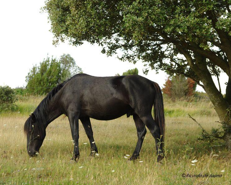 Caballo Losino