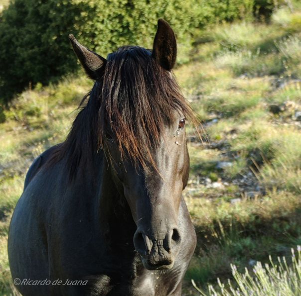 Caballo Losino