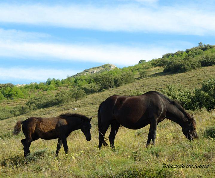 Caballo Losino