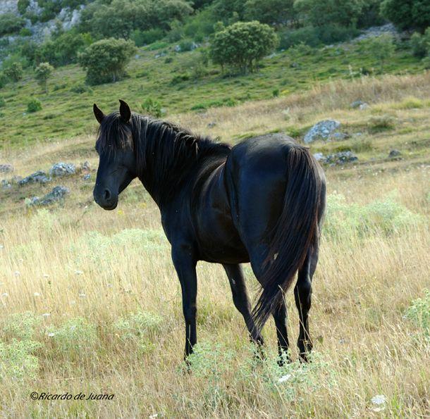 Caballo Losino